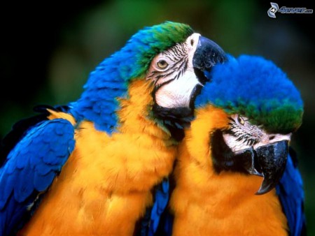 https://cms.animals47.webnode.sk
